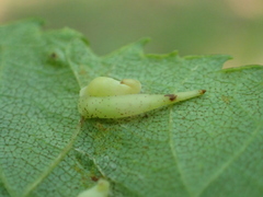 Caryomyia recurvata