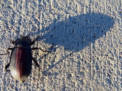 Eleodes suturalis