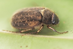 Odontria varicolorata