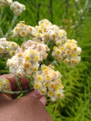 Pseudognaphalium viscosum