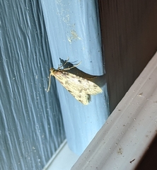 Aglossa costiferalis