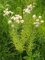 Pseudognaphalium viscosum