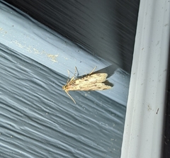 Aglossa costiferalis