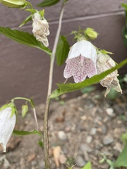 Campanula punctata