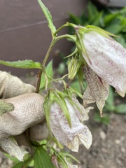 Campanula punctata