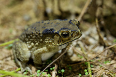 Duttaphrynus melanostictus