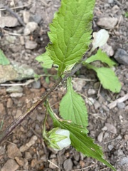 Campanula punctata