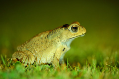 Duttaphrynus melanostictus