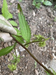 Campanula punctata