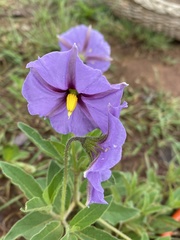 Lycianthes moziniana