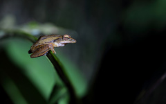 Polypedates leucomystax