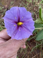 Lycianthes moziniana