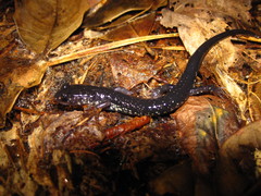 Plethodon chlorobryonis