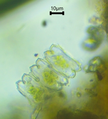 Desmidium