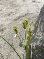 Cyperus schweinitzii