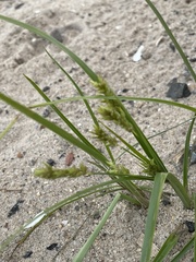 Cyperus schweinitzii