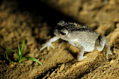 Duttaphrynus melanostictus