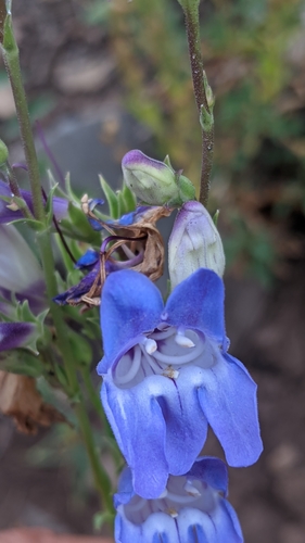 Image of Penstemon leiophyllus by (c) Darrin Gobble, some rights reserved (CC BY)