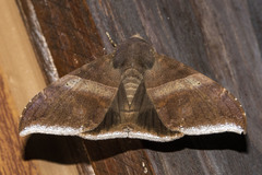 Ophisma