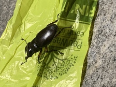 Lucanus capreolus
