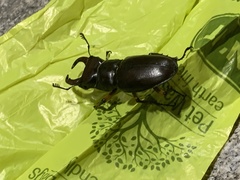 Lucanus capreolus