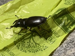 Lucanus capreolus