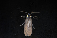 Opharus bimaculata