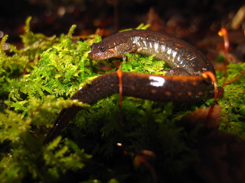 Holbrook’s Southern Dusky Salamander