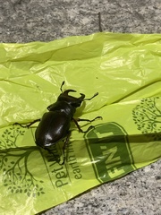 Lucanus capreolus