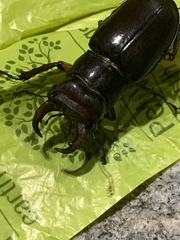 Lucanus capreolus