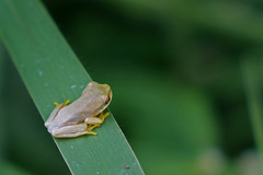 Pelodryadidae