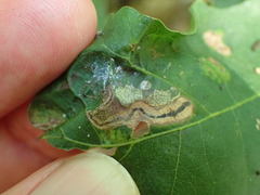 Stigmella quercipulchella