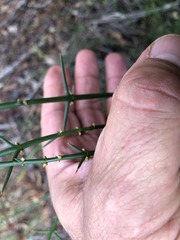 Discaria pubescens