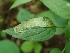 Liriomyza limopsis