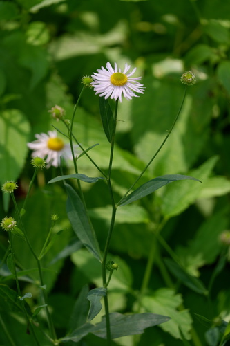 Mountain Doll's Daisy (Boltonia montana)