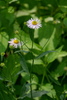 Mountain Doll's Daisy - Photo (c) Bonnie Semmling, some rights reserved (CC BY), uploaded by Bonnie Semmling