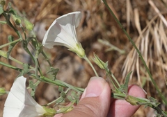 Calystegia macrostegia arida