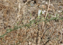 Calystegia macrostegia arida