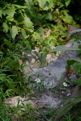 Boltonia montana