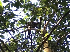 Dendrolagus bennettianus