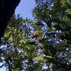 Dendrolagus bennettianus