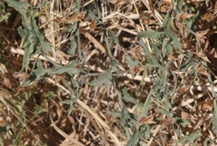 Calystegia macrostegia arida