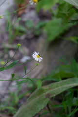 Boltonia montana