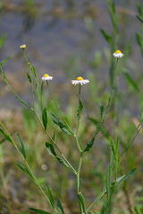 Boltonia montana