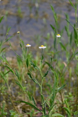 Boltonia montana