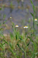 Boltonia montana