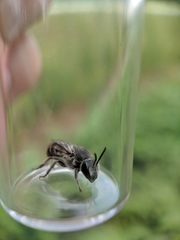 Colletes willistoni