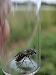 Colletes willistoni