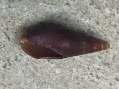 Isara carbonaria