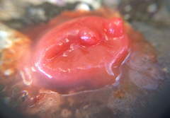 Cnemidocarpa finmarkiensis